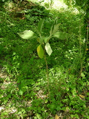 Solanum granulosoleprosum