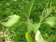 Solanum granulosoleprosum