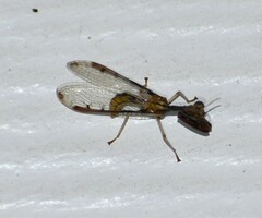 Dicromantispa interrupta