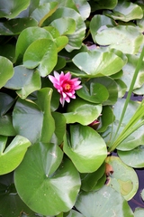 Nymphaea × marliacea
