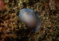 Doriopsilla capensis