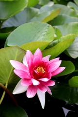 Nymphaea × marliacea