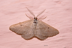 Geometridae
