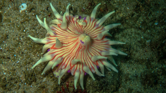 Anthostella stephensoni