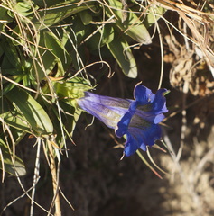 Gentiana clusii