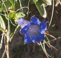 Gentiana clusii