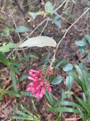 Cestrum fasciculatum