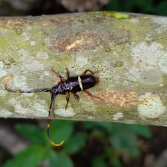 Trachyderes succinctus