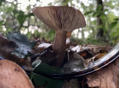 Lactarius quietus