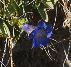 Gentiana clusii