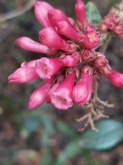 Cestrum fasciculatum