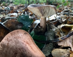 Lactarius quietus