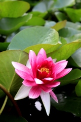 Nymphaea × marliacea
