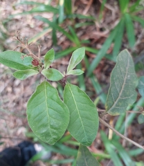 Cestrum fasciculatum