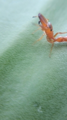 Myrmarachne ichneumon