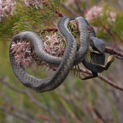 Dispholidus typus typus