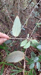 Cestrum fasciculatum