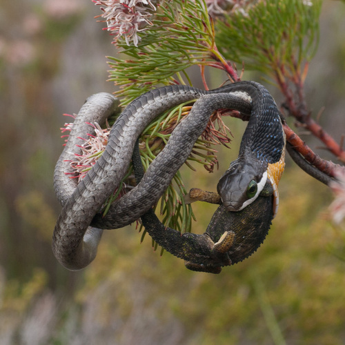 Cape Dwarf Chameleon, Betty's Bay, 7141, South Africa, photo 7 of 10