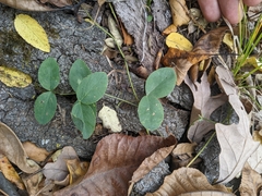 Lathyrus ochroleucus