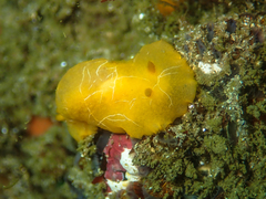 Doriopsilla areolata