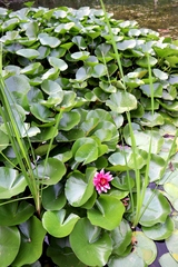 Nymphaea × marliacea