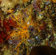 Cirratulus grandis