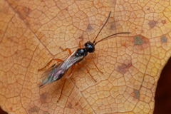Phygadeuontinae