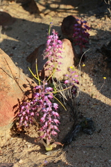 Lachenalia pallida