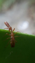 Myrmarachne ichneumon