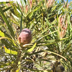 Leucadendron eucalyptifolium