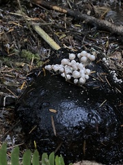 Asterophora parasitica