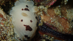 Aphelodoris sp-a