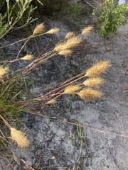 Geochloa