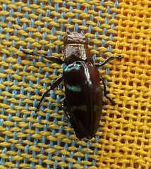 Buprestinae