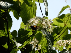Volucella nigricans