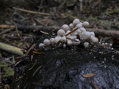 Asterophora parasitica