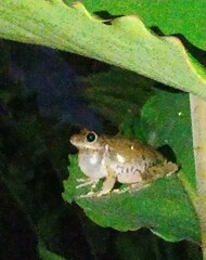 Scinax x-signatus