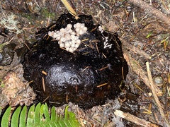 Asterophora parasitica