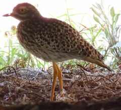 Burhinus capensis