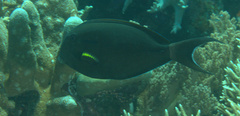Acanthurus nigricauda