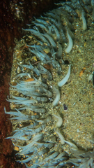 Bunodactis reynaudi