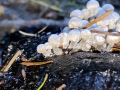 Asterophora parasitica