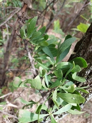 Gymnosporia buxifolia