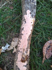 Corticium roseum