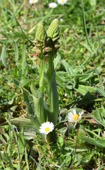 Orchis anthropophora
