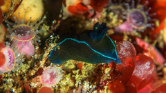 Tambja capensis