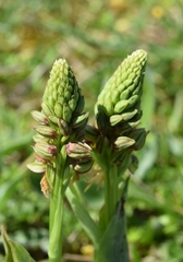 Orchis anthropophora