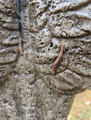 Deroceras reticulatum