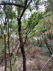 Gymnosporia buxifolia