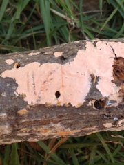 Corticium roseum